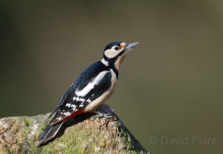 Great spotted woodpecker - D.jpg - Great spotted woodpecker - Forest of Dean